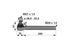 Spicer Dana Kugelgelenk anstelle von Claas 0011637550 Spicer Dana