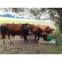 Weidepumpe P 100 Duo, mit Kalb-Tränkebehälter GartenShop24 - Hochwertige Gartengeräte