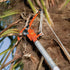 Bahco Profi-Raupenschere – 385 mm – Bild 4
