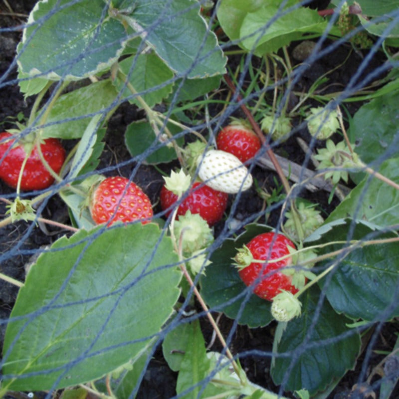 GRANIT Gartennetz Größe (m) 2 x 5