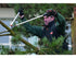 Bahco Astschere P280-SL